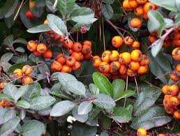 Image result for Pyracantha coccinea red column