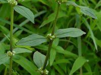 Image result for Spermacoce ocymoides