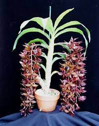 Pin On Outstanding Orchids