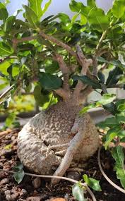 Image result for Fockea angustifolia