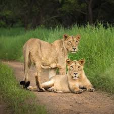 Repost Zubinashara With Get Repost Gir The Only Place In The World To See Asiatic Lion In Their Natural Habitat Big Cats Cats Animals Black And White