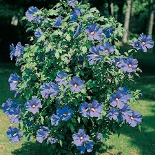 Hibiscus syriacus arbre a fleur mauve. Althea Bleu Ou Hibiscus Syriacus Marina Arbuste A Floraison Estivale Meilland Richardier