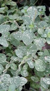 Image result for whitefly in cucumber