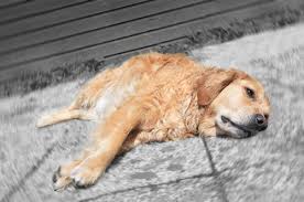 El perro puede tener un episodio o episodios repetitivos de trombocitopenia. Trombocitopenia Inmune En Perros Mis Animales