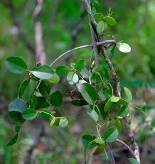 Image result for Hippocratea