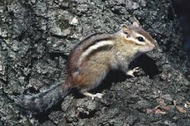 Chipmunk Development From Baby To Adult Animals Mom Me