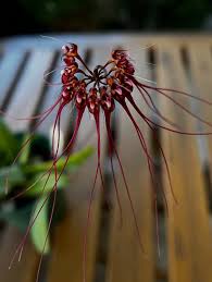 Image result for Aerangis collum-cygni