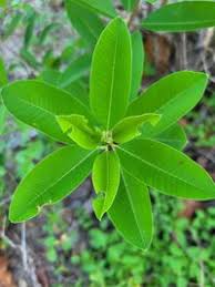 Image result for Ozoroa