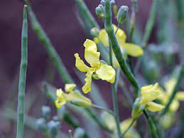 And they can also feed us! Six Edible Flowers You Can Find In The Garden Abc None Australian Broadcasting Corporation