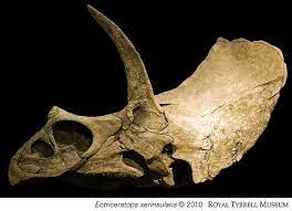 Eotriceratops Prehistoric Animals Dinosaur Paleontology