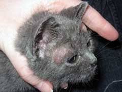 If your cat is loosing fur, you should always take your cat to the vet. Ringworm In Cats Home Remedies