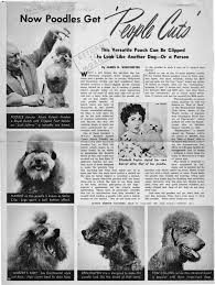 Masterpiece Criminal Dog Personality Poodle Poodle Puppy