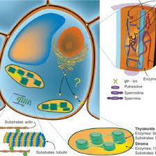 A plant cell also has a cell wall. Location Of Transglutaminases In The Plant Cell This Class Of Enzyme Download Scientific Diagram
