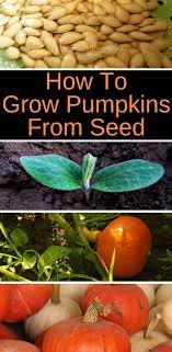 How To Grow Pumpkins From Seed Planting Pumpkin Seeds Is Fun And Economic Growing Pumpkins Planting Pumpkin Seeds Planting Pumpkins