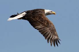 We would like to show you a description here but the site won't allow us. Pin Op Eagle