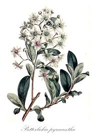 Image result for Putterlickia