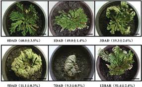 Image result for Xerophyta scabrida