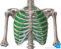 There are five muscles that make up thoracic cage; External Intercostals Origin Insertion Supply Actions Kenhub