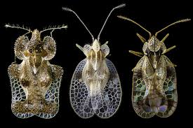 Mdemma naaktfoto maxima-Naakt-9t9p.