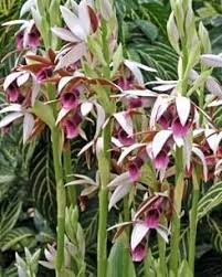 Image result for Phaius occidentalis