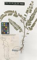 Image result for Phyllanthus odontadenius