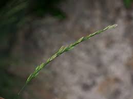 Image result for Tripogon