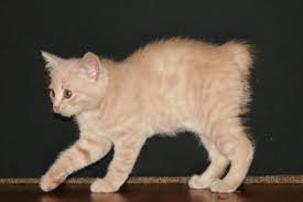 Leo is still an integral part of the breeding program at old spring farm and his offspring have widened banx appeal with kittens in connecticut, florida, maryland, new york, north carolina and virginia. Manx Kitten 15 Free Hq Online Puzzle Games On Newcastlebeach 2020