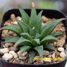 Image result for Euphorbia depauperata
