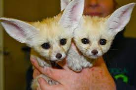 Fennec Fox Sisters Are Animal Ambassadors At Chattanooga Zoo Baby Animals Pictures Zooborns Chattanooga Zoo