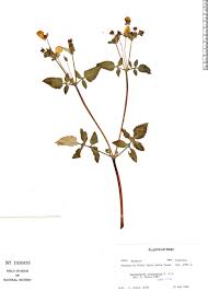 Image result for Calceolaria tripartita