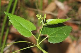 Image result for Tragia kirkiana