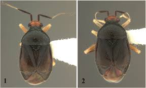 Image result for Dicliptera carvalhoi