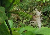 Image result for Telfairia occidentalis