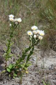 Image result for Helichrysum adenocarpum