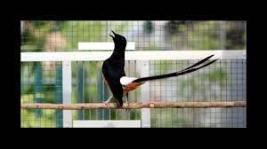 Pakan merupakan salah satu faktor penunjang kualitas suara burung murai batu. Murai Batu Aceh Juara 1 Kicau Tembak Halilintar Sadis Ganas Burung Murai Cabut Bulu