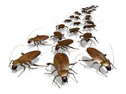 In addition to insect pest control, fort worth tx based fort worth pest & termite eradicates and prevents other household, agricultural. Central Indiana Pest Control Alerts News Tips Freedom Pest Control