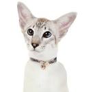 How much does a Cornish Rex Kitten Cost? - Annie Many