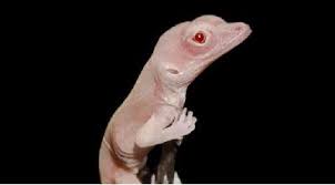 Maybe you would like to learn more about one of these? Ini Rahasia Kadal Bisa Tumbuhkan Lagi Ekor Yang Putus Tekno Tempo Co