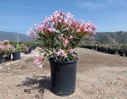 To learn more please watch the video. Nerium Oleander Petite Pink T Y Nursery