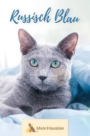 Die Russisch Blau Ist Eine Elegante Katzenrasse Die Vor Allem Fur Ihre Typis In 2020 Animals Cats Cat Names