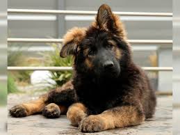Hier erfahrt ihr alles über die rasse. Altdeutsche Schaferhund Welpen Titz Altdeutscher Schaferhund Deine Tierwelt De