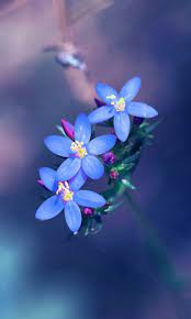 Pretty wallpapers flower wallpaper flower background wallpaper flower phone wallpaper nature wallpaper galaxy wallpaper 123artwallpaper, post kali ini tentang purple flower wallpaper for iphone, disini kami menyediakan banyak sekali 3d wallpaper baik untuk pc, android, tablet. Android Flower Hd Wallpaper Download Wallpaperandro