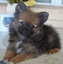 We did not find results for: Orange And White Pomeranian Puppies Pets Lovers