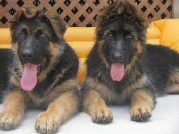 Pure German Shepherd Puppies For Sale In Pakistan German Shepherd Puppies German Shepherd Breeds Blue German Shepherd Puppies