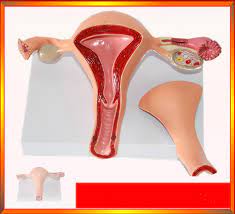 Are you an arya, a clarissa, or a buffy? 1 1 Life Size Women Pathological Uterus Anatomical Model Female Internal Genital Organs Model Medical Science Teaching Supplies Medical Science Aliexpress