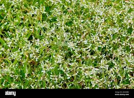 Image result for Euphorbia graminea