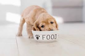 Wellness pet food at petco. Insect Based Dog Food Protein From Crickets And More