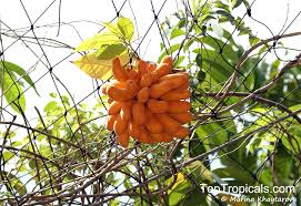 Image result for Uvaria