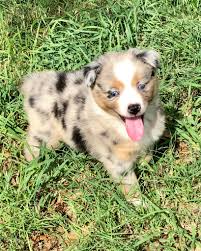 If you're looking for a teacup puppies for sale,teacup puppies for sale near me,teacup yorkie puppies for sale,teacup pomeranian puppies for sale $250,tiny teacup puppies for sale,teacup dogs for sale,tea cup puppy, welcome! 5nyyfg H1mvlm