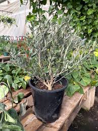 Image result for Olea europaea
